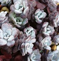 Sedum spathulifolium 'Purpureum'